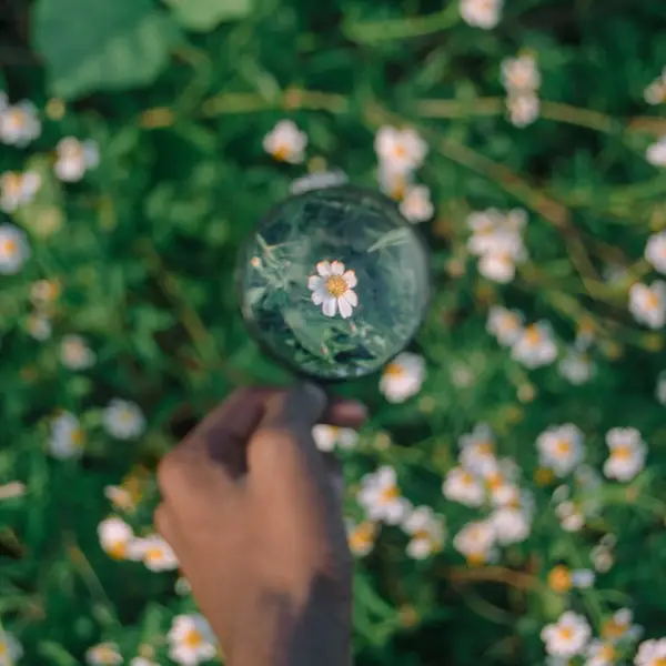 A hand holding a magnifying glass focused on a single flower among many flowers