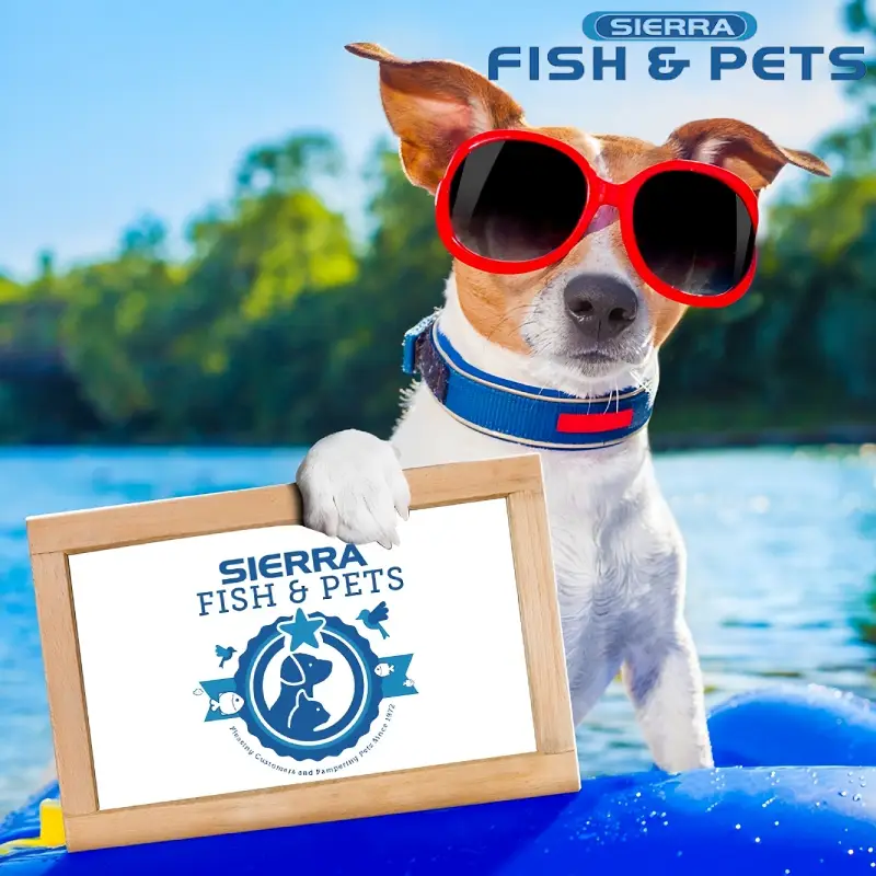 A dog with shades on holding a board for Sierra Fish & Pets