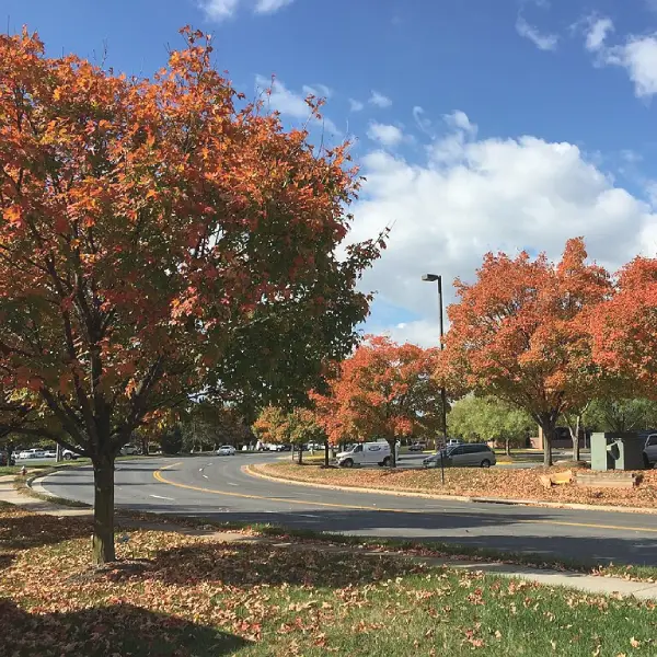 Red maple leaf trees on both sides of a street in Chantilly, Virginia