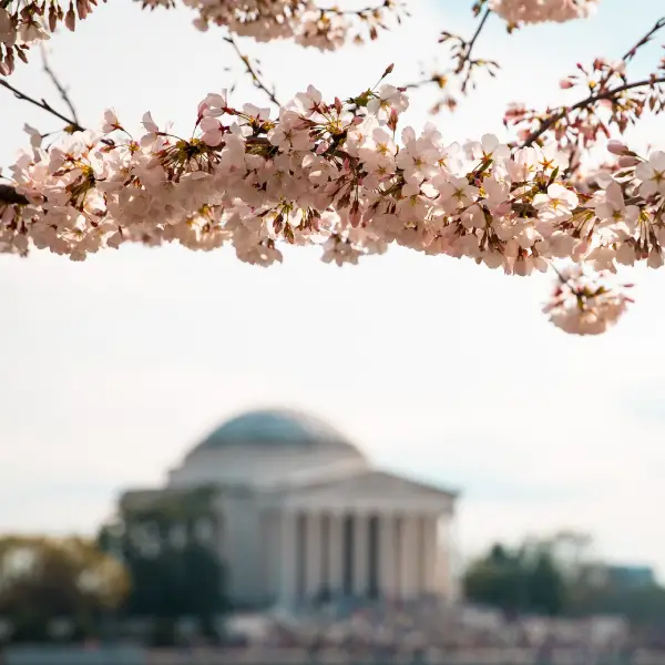 Selective focus photograph of white petaled flowers with the Jefferson Memorial, Washington in the background